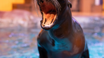 Georgia Aquarium