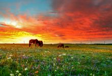 黄花沟草原旅游度假区景点图片