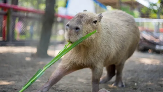 頑皮世界野生動物園
