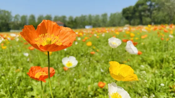 翠芳園花海