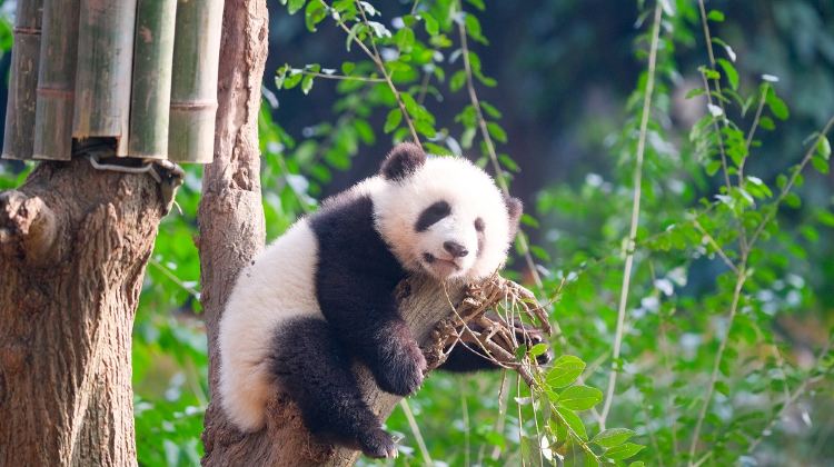 8-Day Small Group Tours: Jiuzhaigou, Huanglong National Scenic Area, Chengdu Research Base of Giant Panda Breeding, Leshan Giant Buddha, Mount Emei, Sanxingdui Museum | All-Inclusive Tours·  
