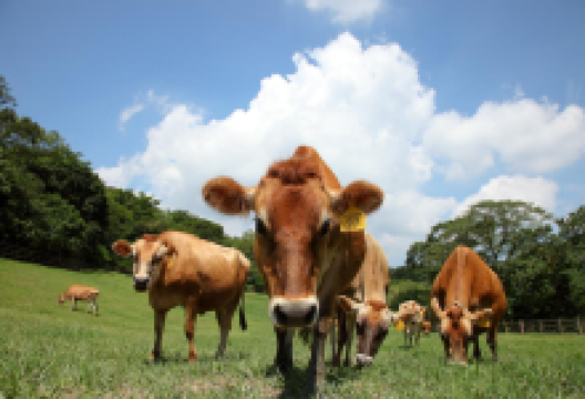 飞牛牧场景点图片