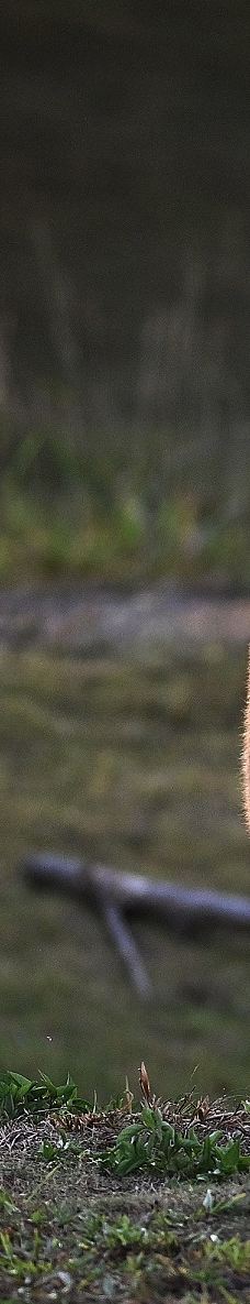 SAFARI LAGOI BINTAN-民丹岛