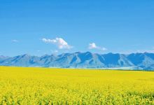 门源百里油菜花海景点图片