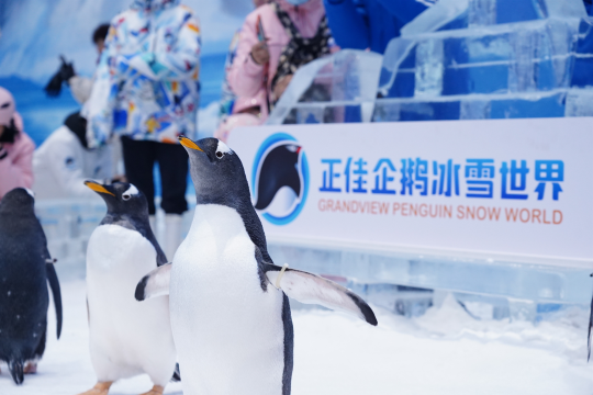 正佳企鹅冰雪世界