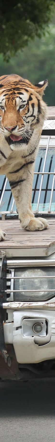 上海野生动物园-上海