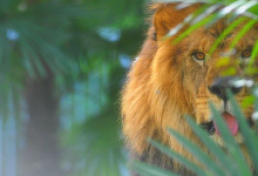 武汉动物园景点图片