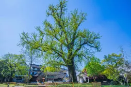 2-Day Jiaxing Tour: Wuzhen's water town charm, Xitang's ancient allure