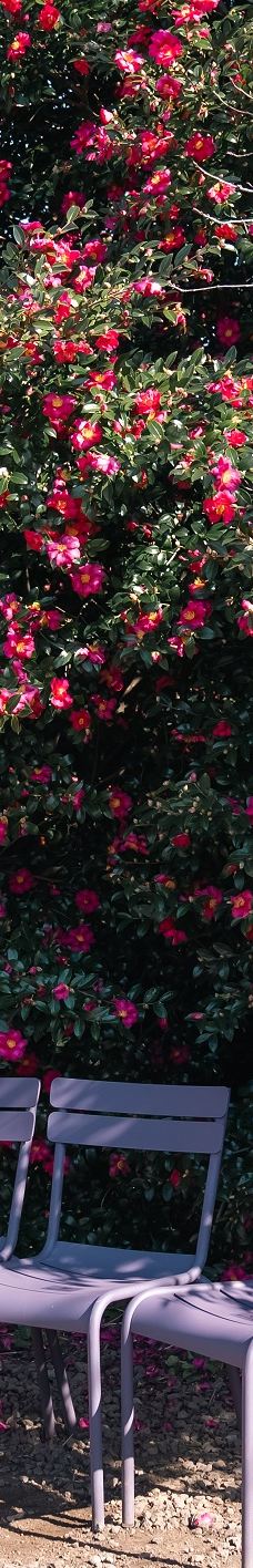 山茶花之丘-西归浦市