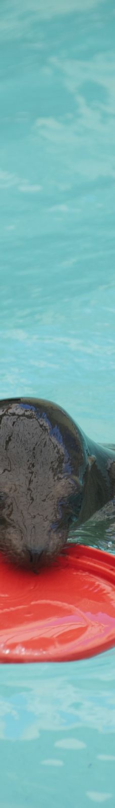 新英格兰水族馆-波士顿