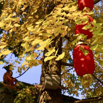 剑门关+阆中古城+翠云廊5日4晚私家团