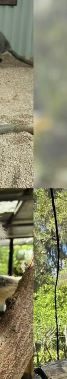 库兰达考拉花园-库兰达