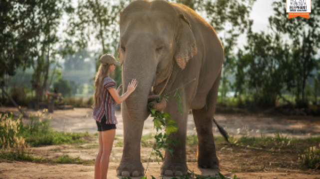 芭堤雅大象叢林保護區