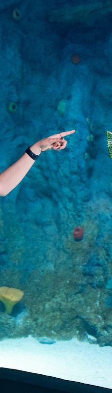 墨尔本水族馆-墨尔本