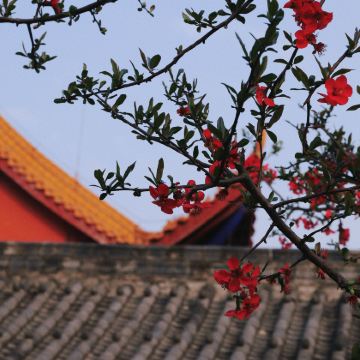 剑门关+阆中古城+翠云廊5日4晚私家团