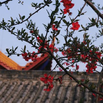 剑门关+阆中古城+翠云廊5日4晚私家团