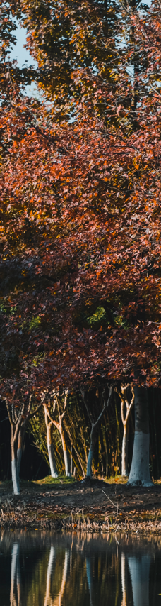 苏州中国花卉植物园-苏州