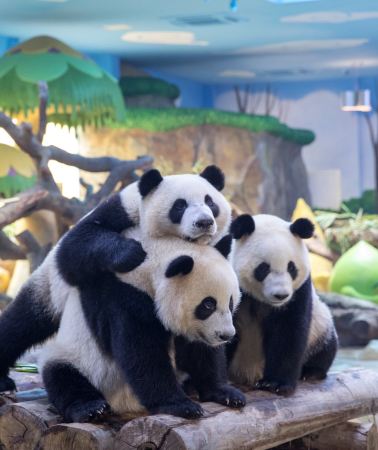 5D4N • 'Chimelong Fun Feast' 5-Day Guangzhou-Zhuhai Tour: 3 days unlimited at 3 Chimelong parks in Guangzhou + 2 days unlimited at Ocean Kingdom & Spaceship in Zhuhai. Nonstop fun.