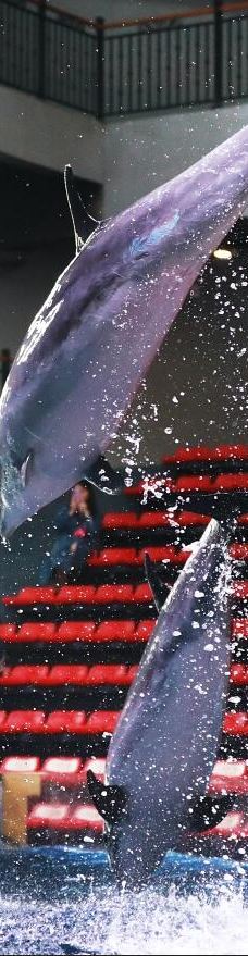 郑州海洋馆-郑州