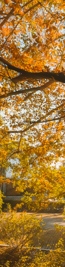苏州中国花卉植物园-苏州