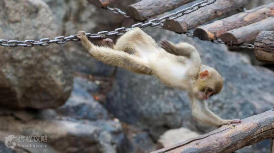 西寧野生動物園