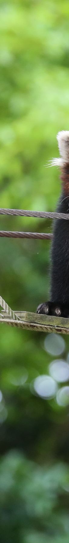 上海野生动物园-上海