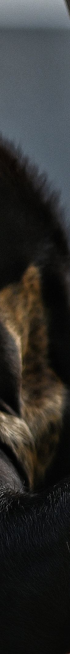 SAFARI LAGOI BINTAN-民丹岛