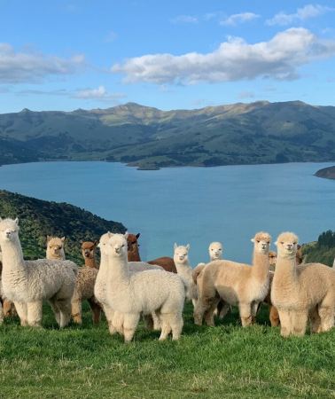 10D9N • New Zealand North Island South Island Central Eastern Coast Taupo-Kaikoura-Akaroa-Mount Cook