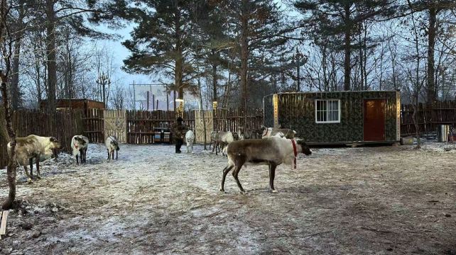 长白山驯鹿森林