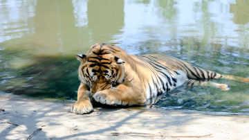 Siberia Tiger Park