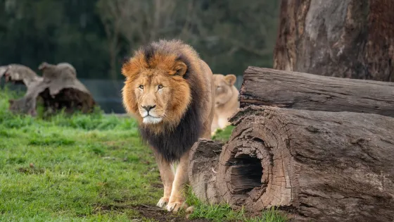 莫戈野生動物園