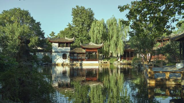 玉兰树价格多少钱一棵呢