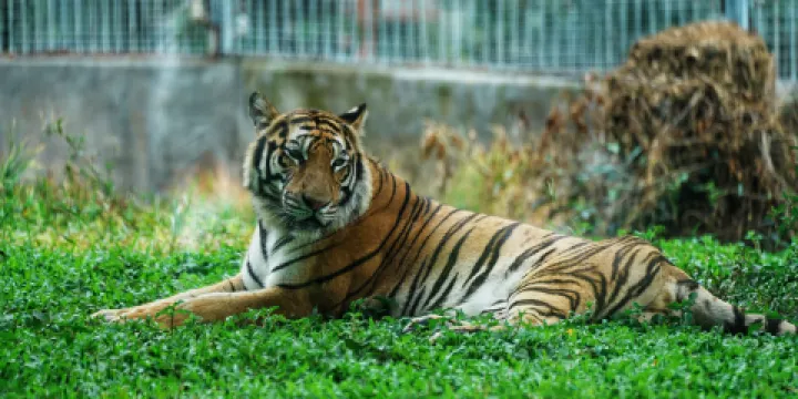 東莞香市動物園