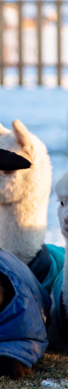 大黑河-呼和浩特