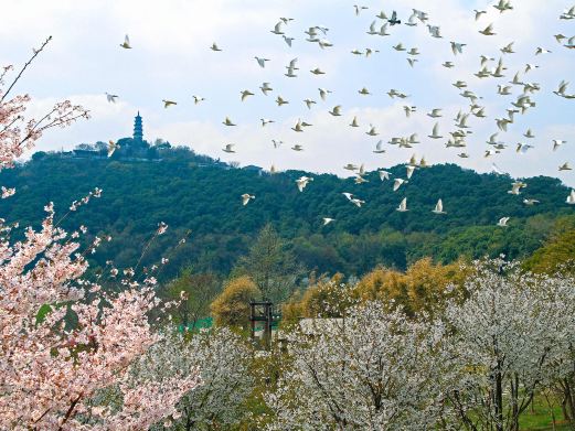 苏州上方山国家森林公园