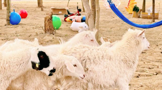 梅山湾鹿遇森林乐园