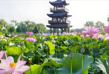 荷花大观园景点图片