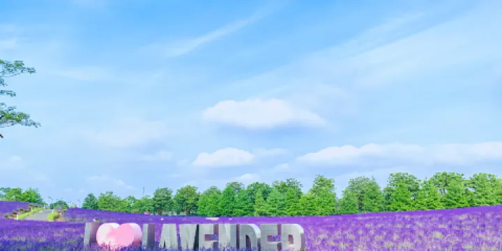 上海薰衣草公園