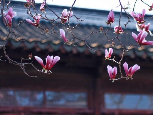 网师园