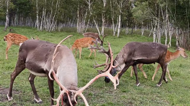 阿尔山驯鹿庄园