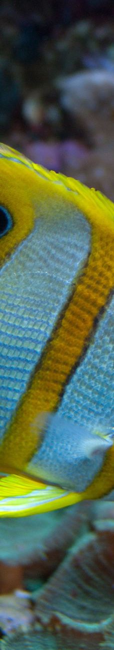 新英格兰水族馆-波士顿