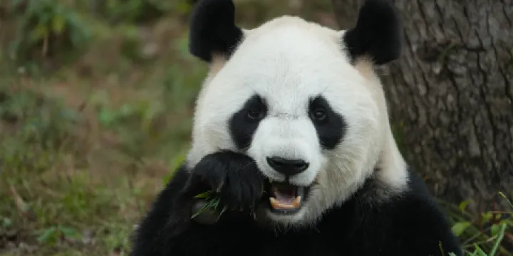 杭州野生動物世界