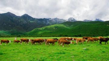 Xuesong Village (Yuhu Village)