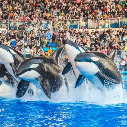 上海海昌海洋公园2日跟团游