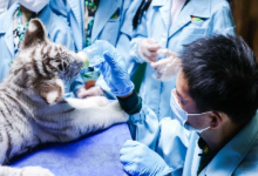 长隆野生动物世界景点图片