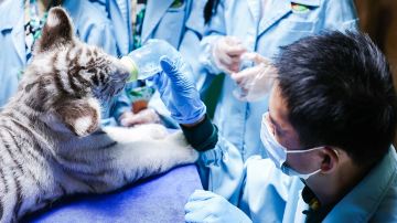 長隆野生動物世界