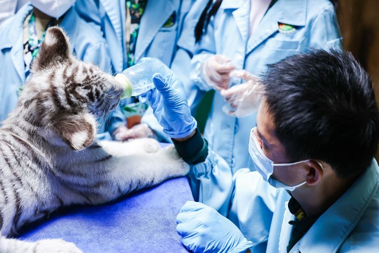 長隆野生動物世界