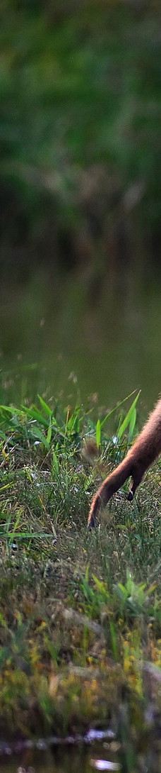 SAFARI LAGOI BINTAN-民丹岛