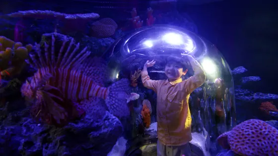 Sea Life COEX水族館