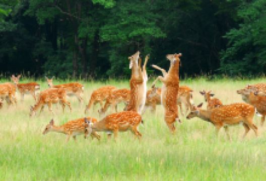 森工平山皇家鹿苑景点图片